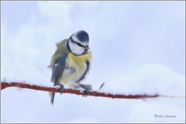 <p>SÝKORA MODŘINKA (Cyanistes caeruleus) ---- /Eurasian blue tit - Blaumeise/</p>